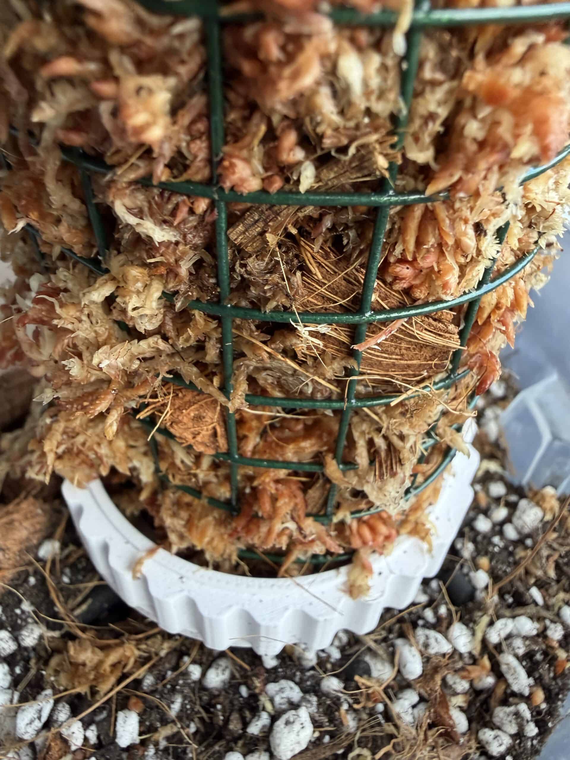 Mospaal fundering 6 PlantStuff attachment caption