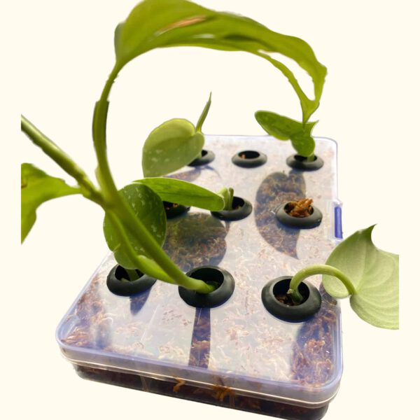 Stekstation PlantStuff Het stekstation van PlantStuff de beste manier om je stekjes te bewortelen