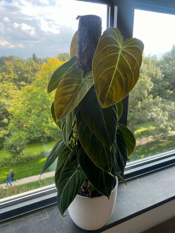 Philodendron melanochrysum op mospaal