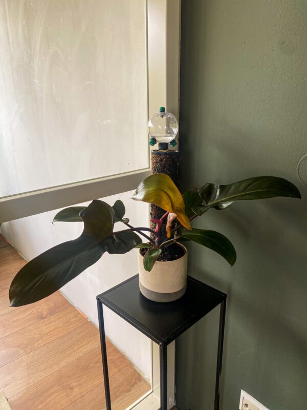 Philodendron Florida Bronze op mospaal
