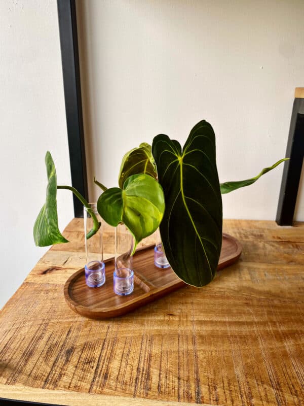 Houten stekstation met stek vaasjes
