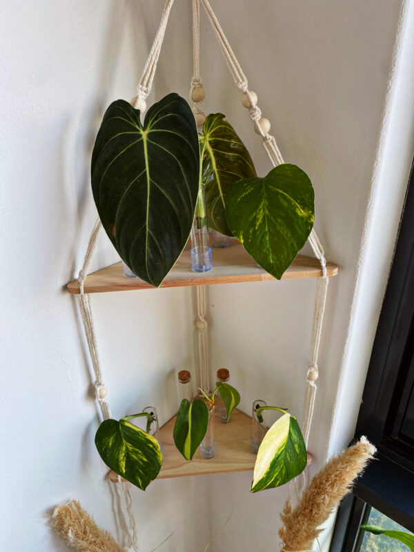 Dit stekstation met stek vaasjes past mooi in de hoek van je kamer