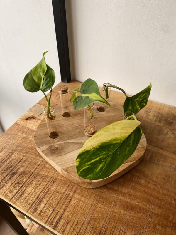 Ronde houten stekstation met zes stek vaasjes