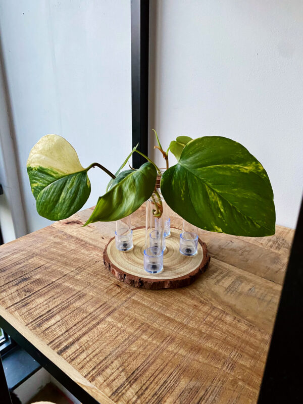 Stekstation met houten schijf en stek vaasjes
