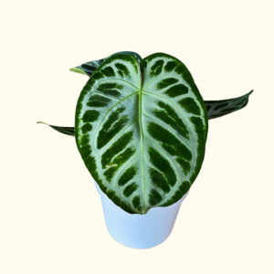 Anthurium Silver Blush (M)