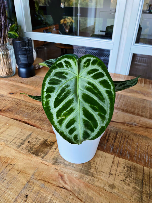 Zeldzame anthurium silver blush met prachtige zilveren nerven