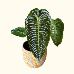 Anthurium Veitchii 'King Anthurium' (L)