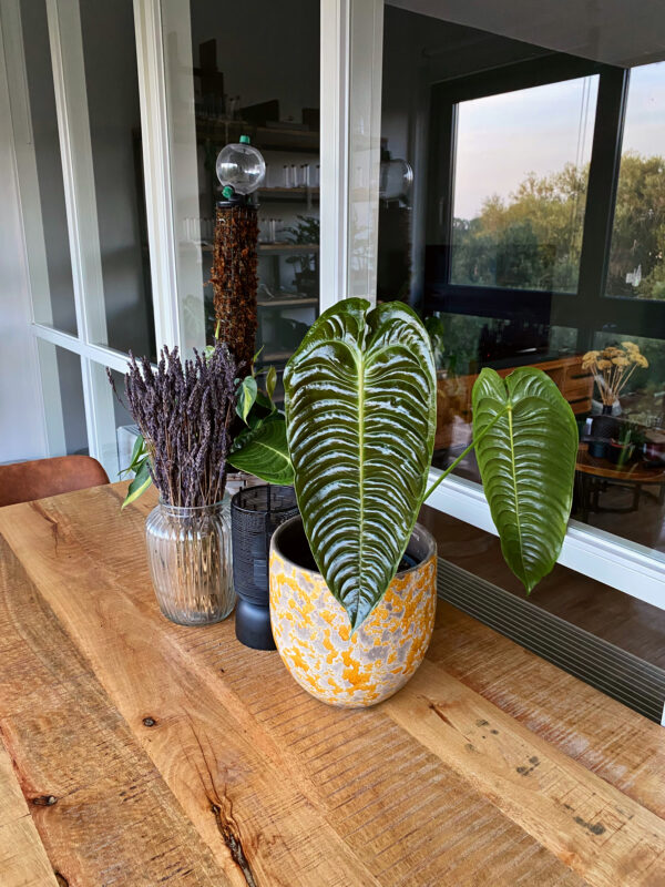 Anthurium veitchii   grote gezonde planten te koop bij PlantStuff