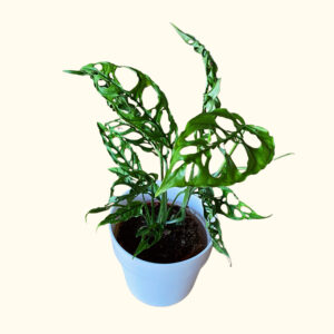 Monstera Obliqua Peru (M)