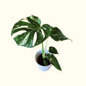 Monstera Deliciosa 'Thai Constellation' (M)