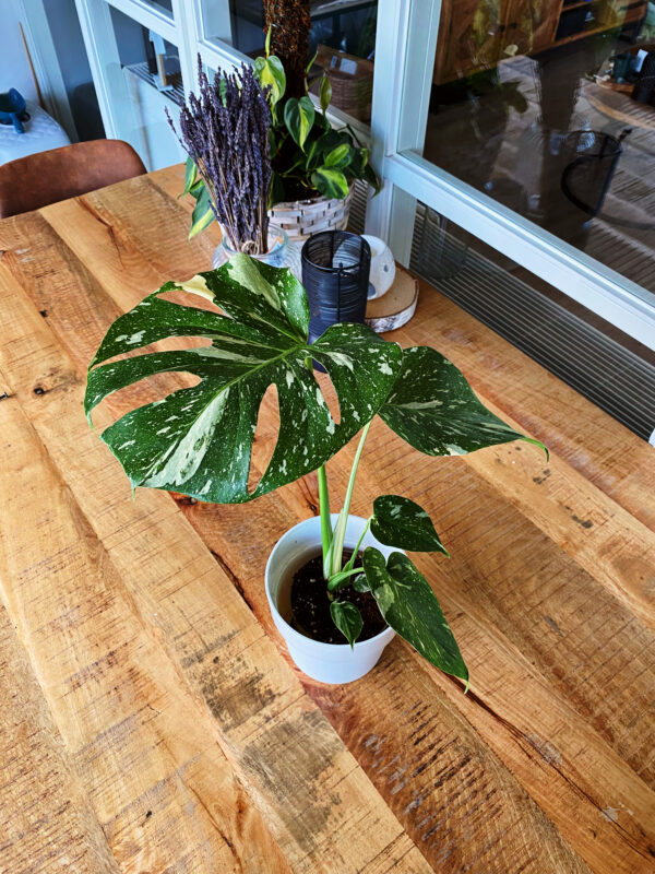 Monstera deliciosa   thai constellation Een prachtige monstera met bonte bladeren