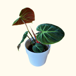 Philodendron 'El Choco Red' (M)