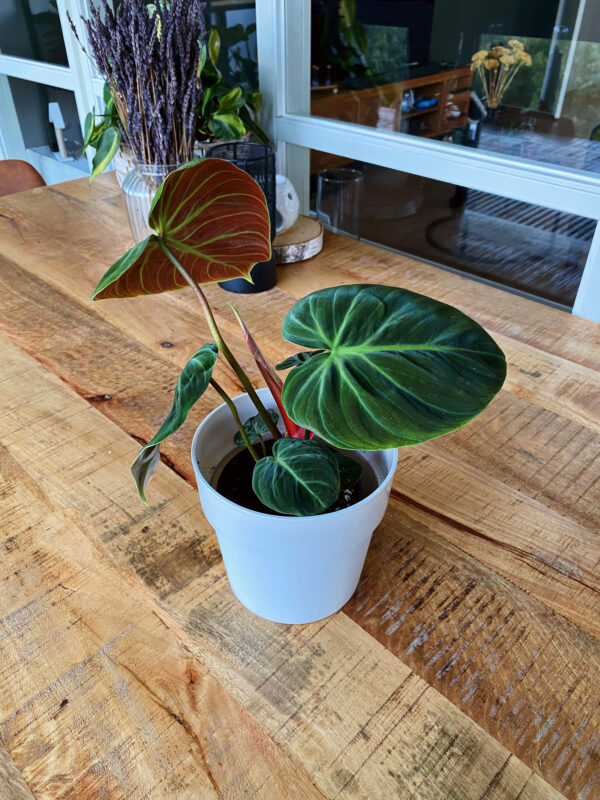Philodendron el choco red te koop bij PlantStuff