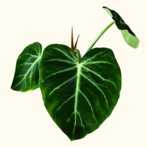 Philodendron Luxurians (M)