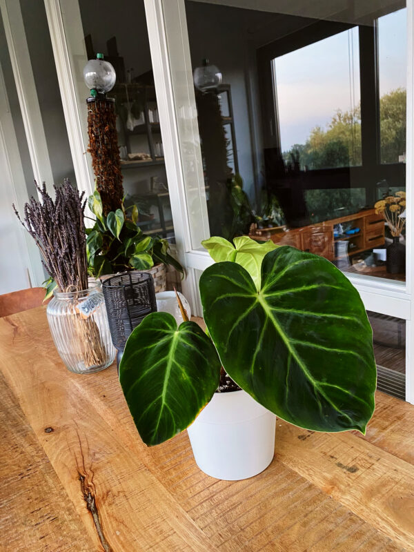 Philodendron luxurians   fluweel bladerige philodendron met grote bladeren