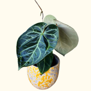 Anthurium Hybrid #1 (XL)