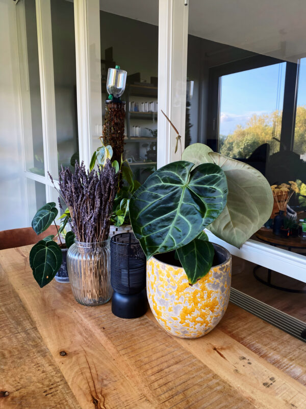 Deze met de hand geselecteerde anthurium hybride is one of a kind